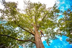 Best Firewood Processing and Delivery  in Jerome, ID